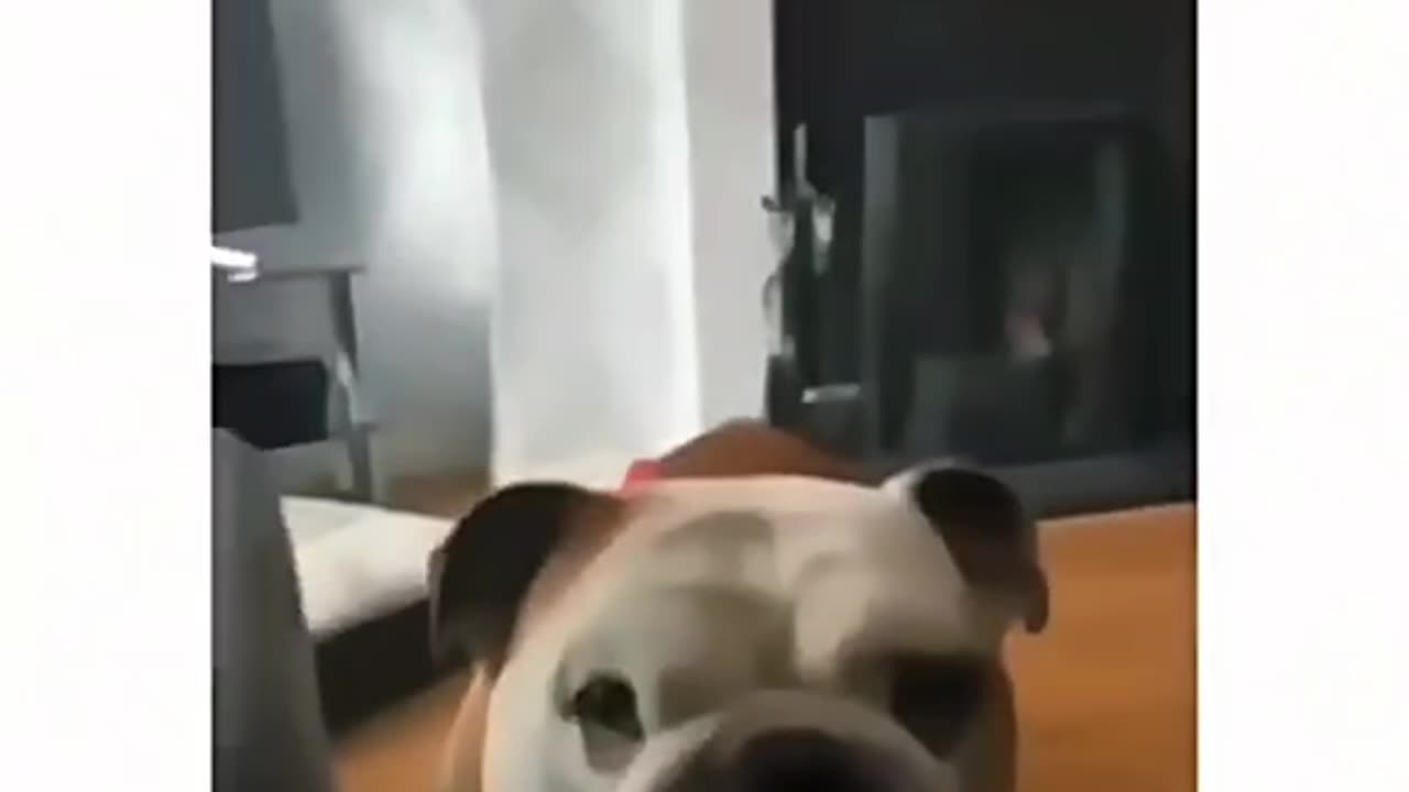 😂🐾 Funniest Animal Moments - You Won't Stop Laughing! Part-17 part-11