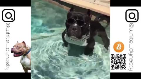 Top 25 American Bully Videos (2021)