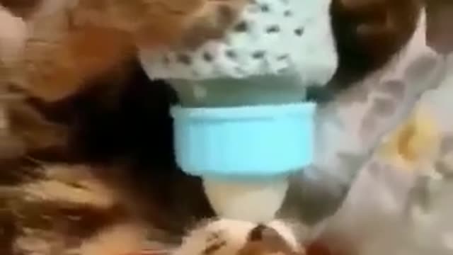 Cat funny video