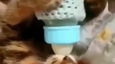 Cat funny video