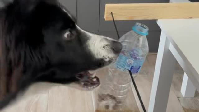 My boy training to grab his food| Training to your clever dogs| Easy Training methods