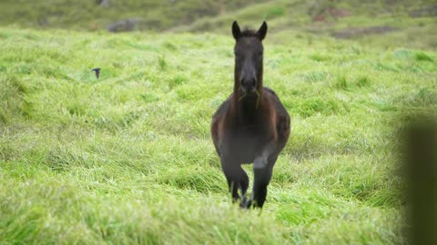 Foal Galloping In dewy fields