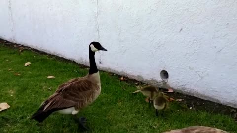 Baby geese enjoy feeding time under watchful eyes