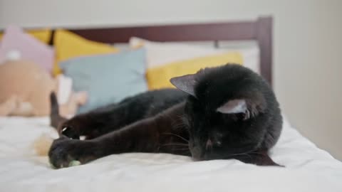 very funny animals