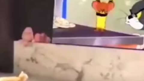 Cute Cat funny video 😻 🐱 #cat funny