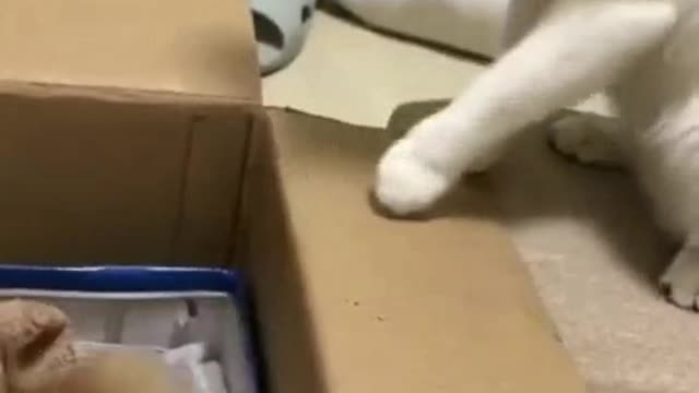 Funny cats