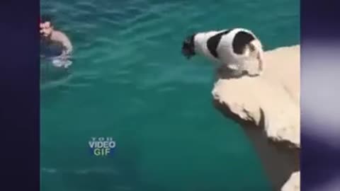 fearless dog