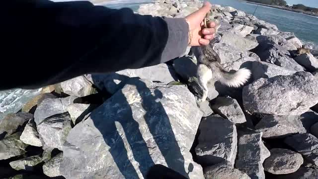 GONE WRONG Loose Dog Approaches MALE Siberian Husky Enjoying His Beach Run