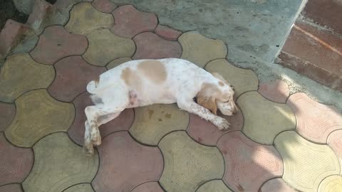 Dog Playing