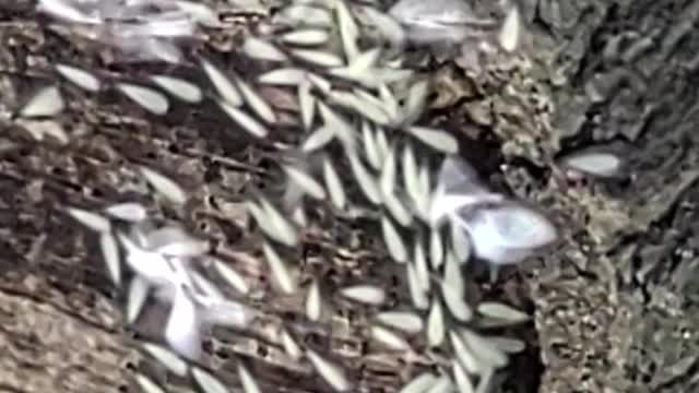 Termite swarm