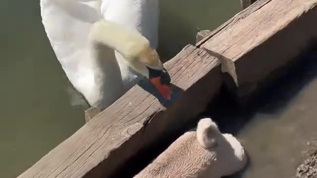 Swan Picks on Pug || pugpuppies5k