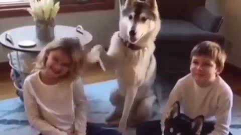 Best Funny Animal Videos 2022 😺 Funny Dog Videos 2022 😁 Funniest Dog Videos 😁😇