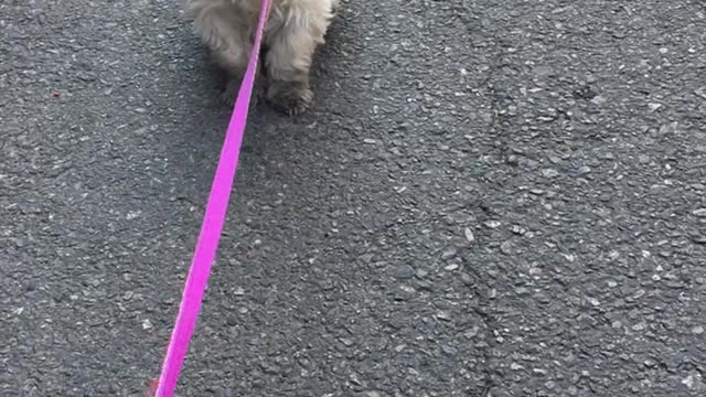 A puppy who won't go home while walking