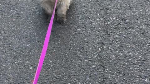 A puppy who won't go home while walking