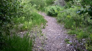 Walking down a path in forest