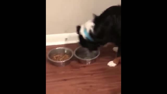 dog pours water on his food