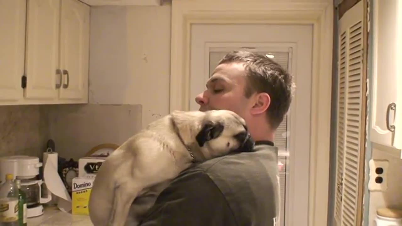 pug hug