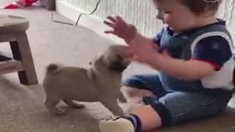 Baby Vince Enjoys Playtime with his Pug Pals