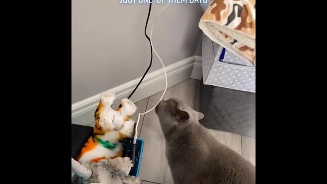 Funny Cats 😹 - Don't Try To Stop Laughing 🤣 - Funniest Cats Ever