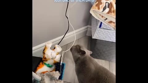 Funny Cats 😹 - Don't Try To Stop Laughing 🤣 - Funniest Cats Ever