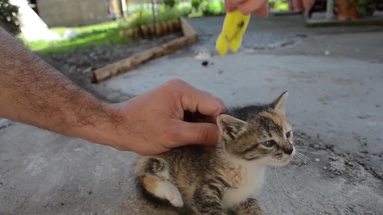 How to deactivate a Cat with simple step
