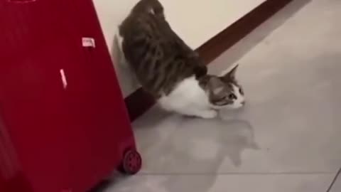 Get set ready and go 🐈