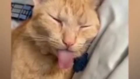 Funny Cat 🐱 Video So Much Fun In One Video 😂😂