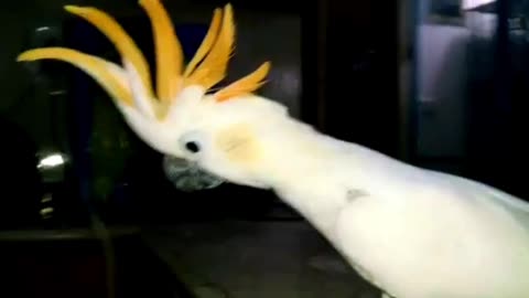 Beautiful birds umbrella cocoto
