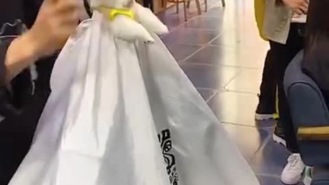 cute dog | Dog free lifestyle | cutepuppy
