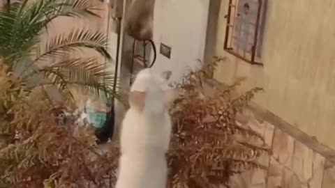 New Funny Cats and Dogs Videos