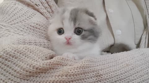 small cute kitten videos short leg cat