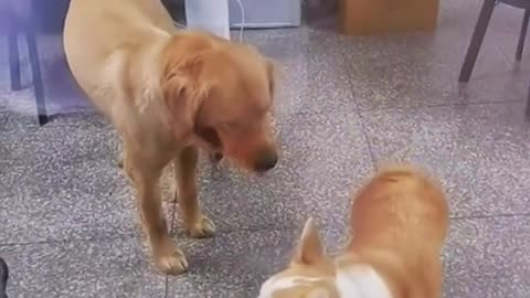 Dog:it’s no fun to open the door😒