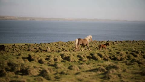 Scenic view of beautiful nature. The herd of wild icelandic horses