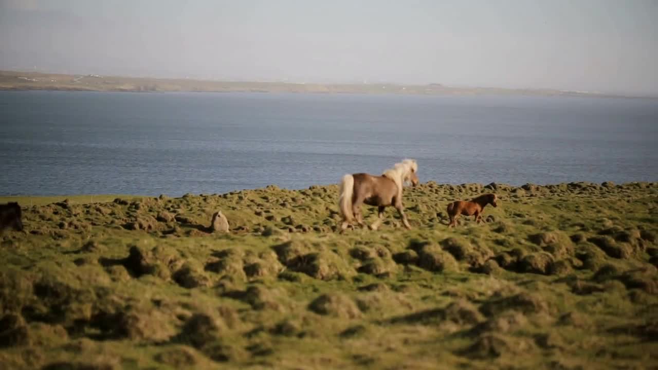 Scenic view of beautiful nature. The herd of wild icelandic horses