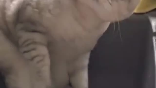 可爱小猫抓水small cat
