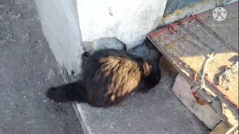 cat thief
