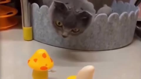 Cute Funny Cat Was Chased By Mushroom And Banana