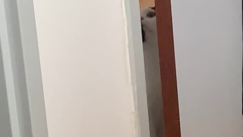Cats Arch Nemesis