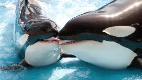 This Is Why Orcas Are Called Killer Whales