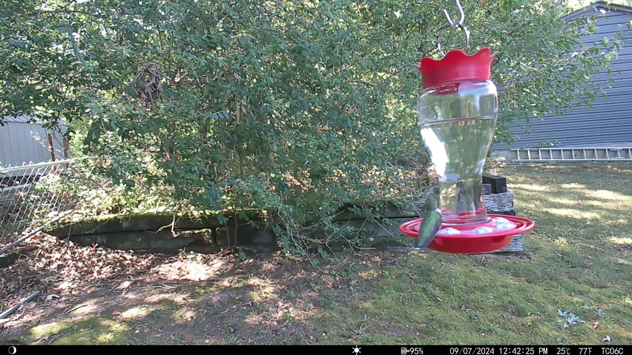 Back Yard Hummingbird Ballet