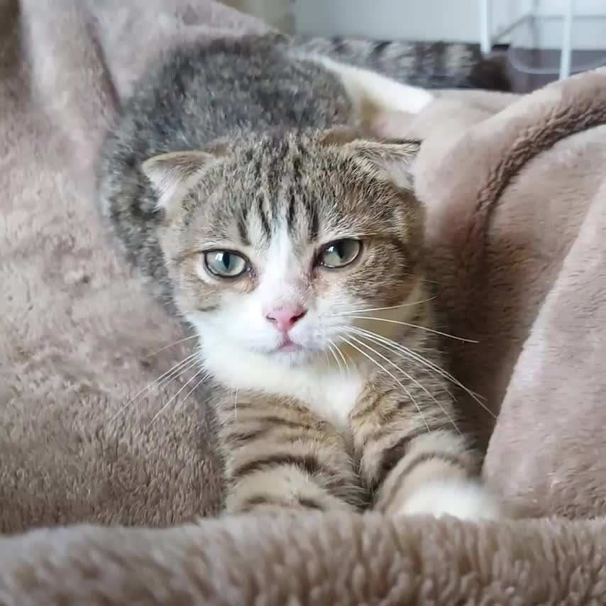 Kitty Rumble Snuggle kitty