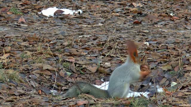 Squirrel eating nuts and running away