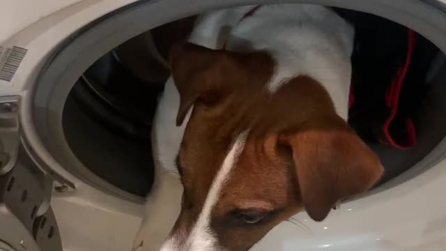 Bruno in washing machine shock content