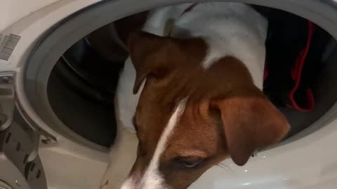 Bruno in washing machine shock content