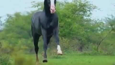 You have never seen such a cute horse before