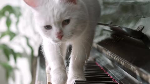 #cat