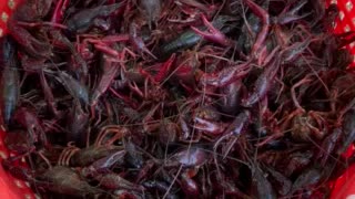 Boiling Crawfish