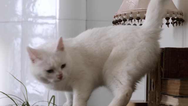 a-cat-walking-on-top-of-the-piano