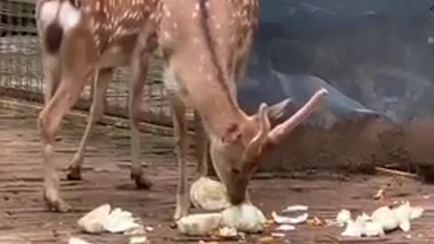 Picky deer