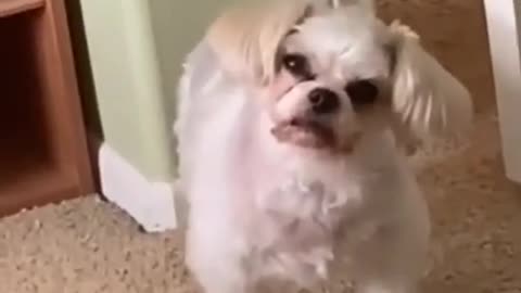 SOO CUTE - CUTE AND FUNNIES DOG